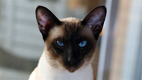 Seal Point Siamese By Photoboater On Deviantart