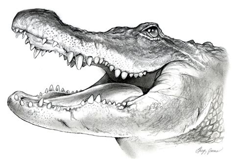 4.5 out of 5 stars 510. American Alligator Pencil Sketch by gregchapin.deviantart ...