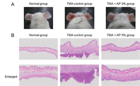 Skin Inflammation Mice With Atopic Dermatitis Induced By Repeated