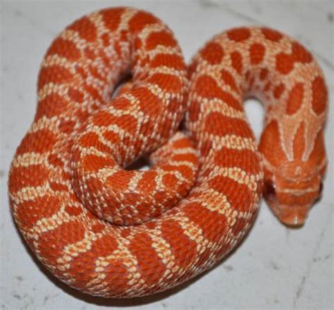 Hognose snake habitat, hognose snake shedding, what substrate to use for hognose snakes, hognose snake heating requirements and more. View Pet Hognose Snake - Wayang Pets