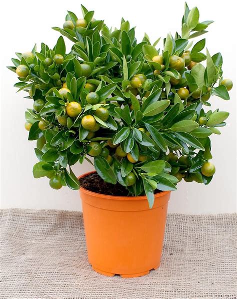 Calamondin Or Calamansi Height 75 Cm Citrus Microcarpa Citrus