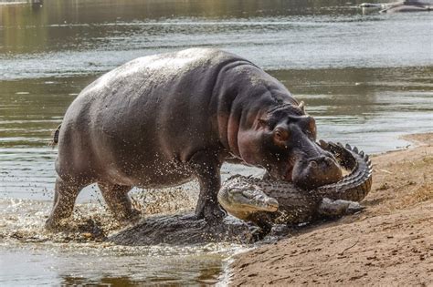 Hippo Bites Crocodile