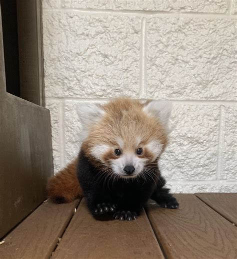 Help Name The Baby Red Panda At Buttonwood Park Zoo Abc6
