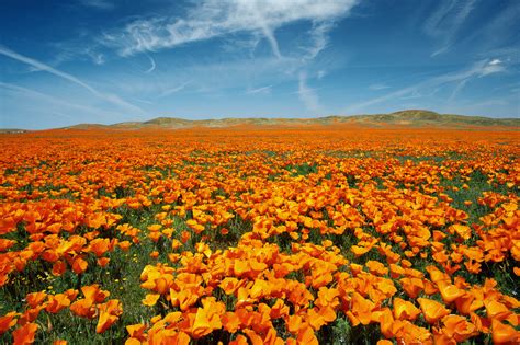 Vibrant Field Of California Poppies Wall Mural Wallsauce Us