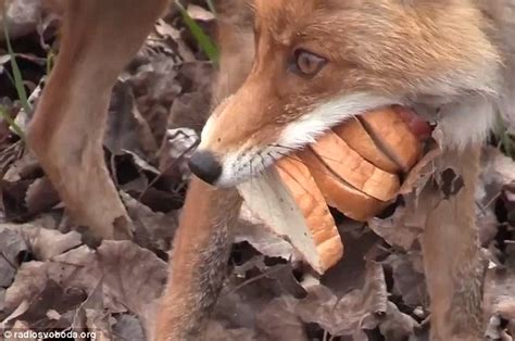Chernobyl Fox Makes Five Decker Sandwich Out Of Scraps Of Meat And A