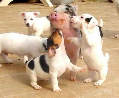 A Pig And His Dog Friends Just Farm Animals Pinterest