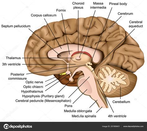 Anatomía Cerebral Humana Vector Ilustración Sobre Fondo Blanco Vector