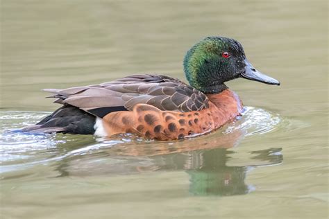 Chestnut Teal Anas Castanea Adelaide South Australia Flickr