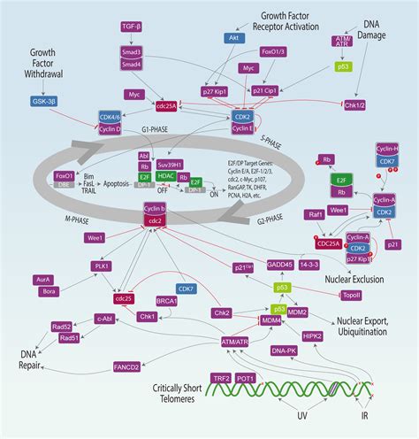 Cell Signaling Pathway Diagram