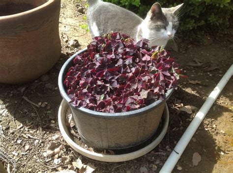 Want to learn how to grow it? Images Of Lemon Verbena Alousia Trifolia / 950 Lemon ...