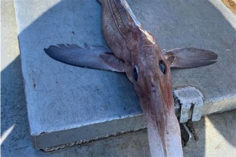 A Fisherman In Canada Just Caught One Of The Strangest Fish Ever Seen