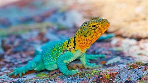 From majestic to strange to downright funny, there's something for you in our animal wallpapers section. Wallpaper Crotaphytus collaris, Mexico, Lizard, colorful ...