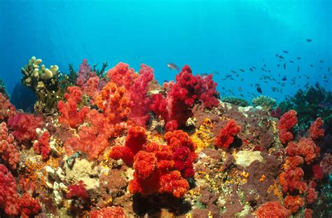 The Worlds Most Colorful Coral Reefs