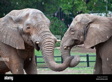 Hunted Elephants Hi Res Stock Photography And Images Alamy