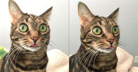 Why Cats Blep According To Science