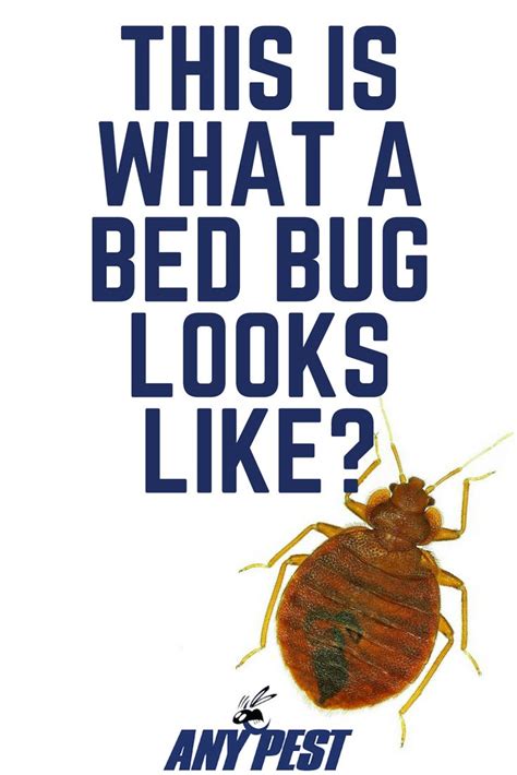 A Bed Bug Is Typically The Size Of A Pencil Eraser When First Hatched