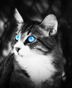 Find ojos azules cats for sale, kittens for sale, info on cat breeds and. Ojos Azules Breed Description - The Furry Critter Network