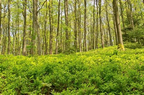 9 Sherwood Forest England 10 Most Beautiful Forests Around The World