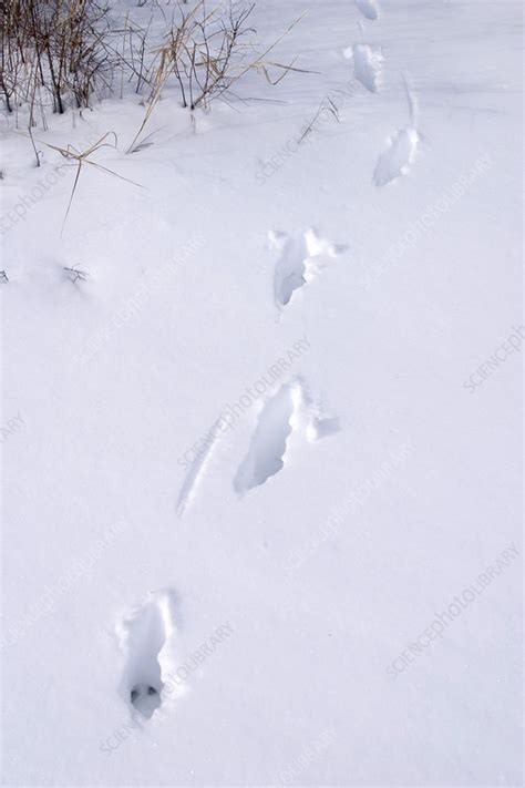 Whitetail Deer Tracks Stock Image C0047983 Science Photo Library