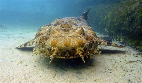 Wobbegong Sharks Around In The South Of Nusa Penida