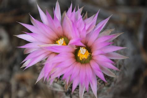 Flowering Cactus Travel Fun Grand Canyon Plants