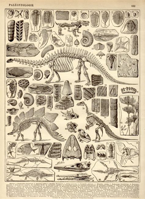 1897 Dinosaurs Paleontology Antique Print Vintage Etsy Anatomy Art