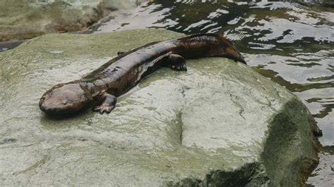 Chinese Giant Salamander Conservation Zsl