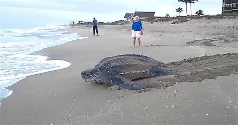 Worlds Largest Sea Turtle Emerges From The Sea To Rest And Reflect On Her Long Life Before