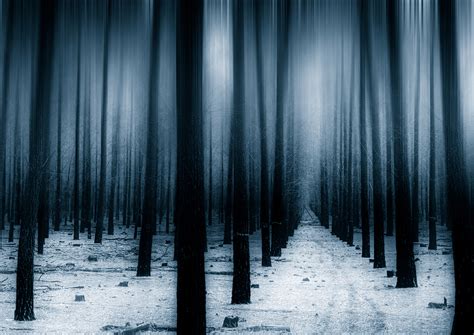 Dark Forest Woods Snow Winter 8k Hd Nature 4k Wallpapers Images