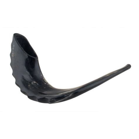 Polished Black Rams Horn Shofar Extra Large 16″ 18″ By Mughalcrafts