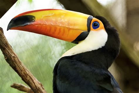 All About Toucans Ultimate Guide To Everything