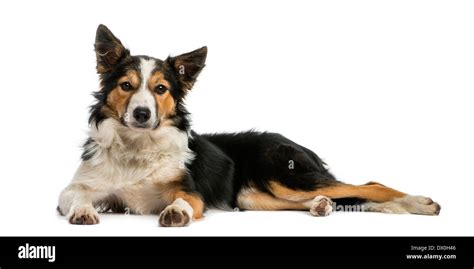 Border Collie Lying Down Looking At The Camera Against White