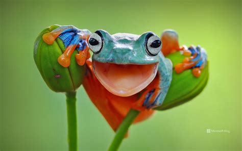 Javan Tree Frog Indonesia Bing Wallpapers Sonu Rai