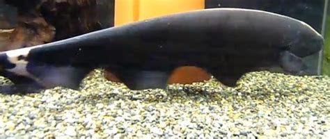 Fish Zone Black Ghost Knife Fish Care
