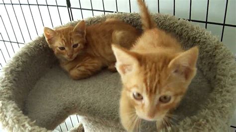 (inl > riverside) pic hide this posting restore restore this posting. Two Feral Orange Tabby Kittens - YouTube