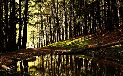 Wallpaper Sunlight Trees Forest Water Nature Reflection Wood