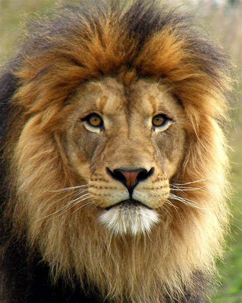 African Lion Male Izu ©2008 Charles W Hardin All R Flickr
