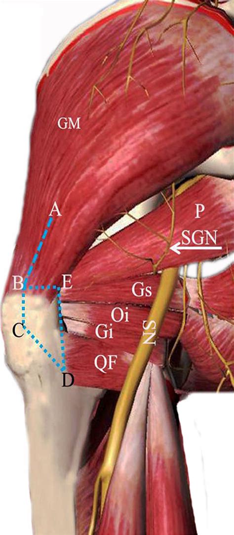 Muscles of the hip joint are those muscles that cause flexion , extension, adduction abduction and rotatory movements of the hip. A schematic diagram of the posterior view of the left hip ...