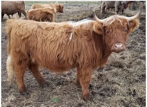Highland Cattle For Sale