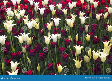 Purple And White Tulip Flower Field Blooming Stock Image Image Of