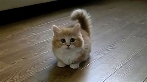 11 Terbaru Cutest Cat On Earth