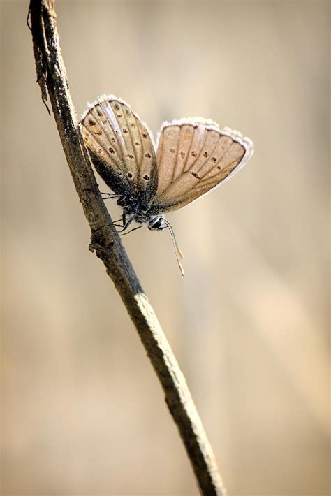 Untitled By Ali Aslan 500px Beautiful Butterflies Aslan Shades Of