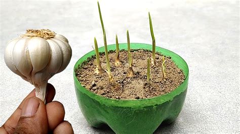 Grow Garlic At Home Grow Indoors Youtube