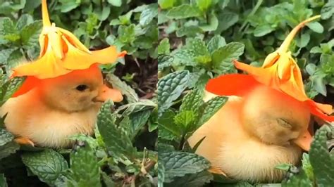 Viral Video Duckling Dozes Off In Flower Hat Times Of India