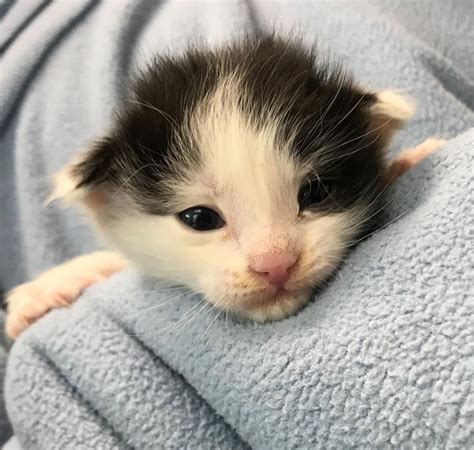 Newborn Kitten Care Youtube