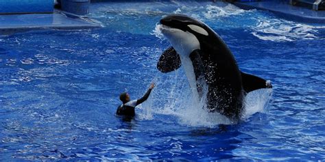 Seaworld Will End Orca Breeding Amid Declining Profits