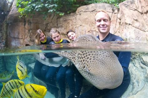 Swim With Sharks At Seaworlds Discovery Cove Coaster Nation