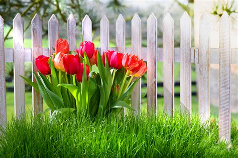 Image Red Tulip Fence Flower Grass
