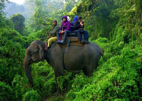 Elephant Safari In Chitwan Easynepal Tours Culture Trekking