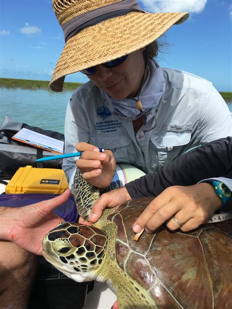 Expedition 17 Sea Turtle Tagging Angari Foundation